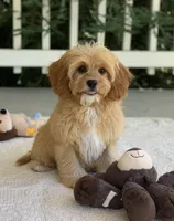 Ozzie, a male Cavapoo for sale in Winton, CA – 1 of 2