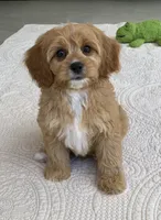 Ozzie, a male Cavapoo for sale in Winton, CA – 2 of 3