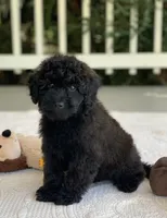 Bertie, a male Miniature Goldendoodle for sale in Winton, CA – 2 of 2