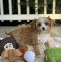 Finley, a male Cavapoo for sale in Winton, CA – 2 of 2