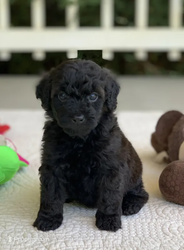 Bertie – Miniature Goldendoodle puppy for sale in Winton, CA