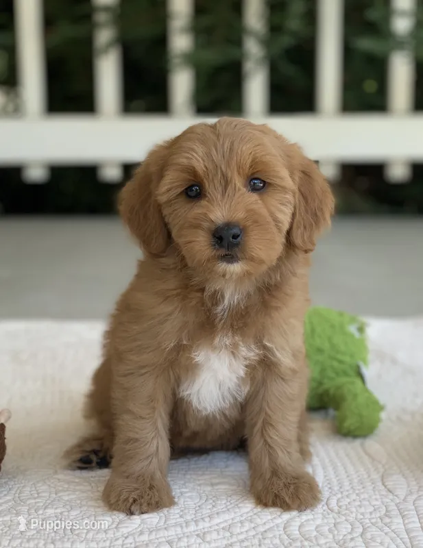 Taiya – Miniature Goldendoodle puppy for sale in Winton, CA