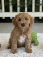 Taiya, a female Miniature Goldendoodle for sale in Winton, CA – 1 of 2