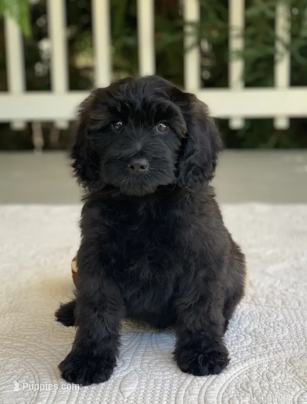 Bruno – Miniature Goldendoodle puppy for sale in Winton, CA