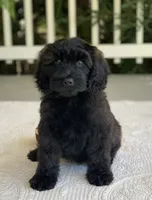Bruno, a male Miniature Goldendoodle for sale in Winton, CA – 1 of 2