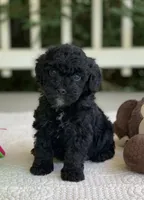 Benji, a male Miniature Goldendoodle for sale in Winton, CA – 1 of 1