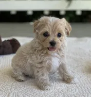 Ava, a female Maltipoo for sale in Winton, CA – 1 of 1