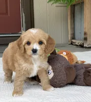 Obi, a male Cavapoo for sale in Winton, CA – 2 of 2