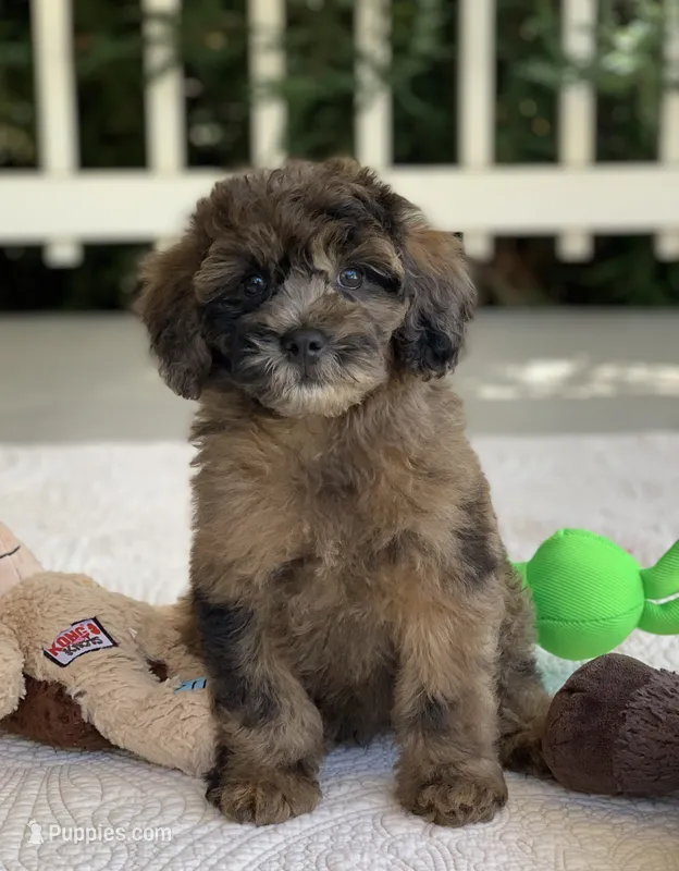 Beau – Miniature Goldendoodle puppy for sale in Winton, CA