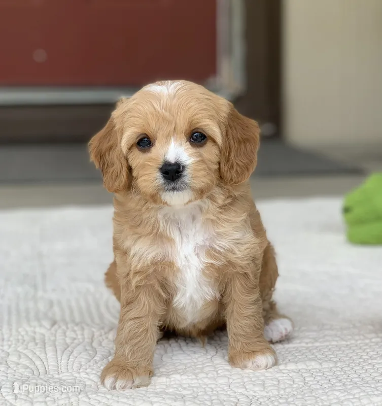 Obi – Cavapoo puppy for sale in Winton, CA