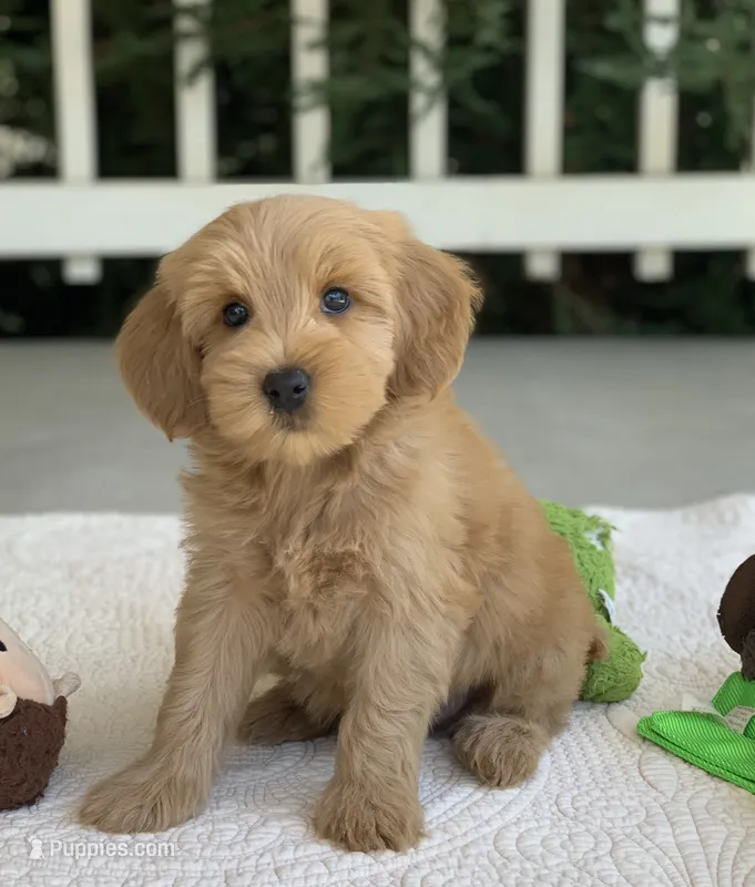 Tripp – Miniature Goldendoodle puppy for sale in Winton, CA