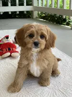 Ozzie, a male Cavapoo for sale in Winton, CA – 3 of 3