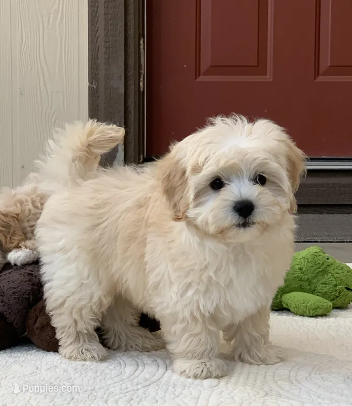 Alfie – Maltipoo puppy for sale in Winton, CA