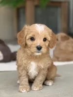 Oscar, a male Cavapoo for sale in Winton, CA – 1 of 2