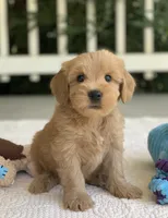 Tripp, a male Miniature Goldendoodle for sale in Winton, CA – 1 of 1