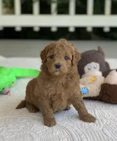 Poppi, a female Miniature Goldendoodle for sale in Winton, CA – 1 of 1