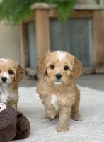 Oscar, a male Cavapoo for sale in Winton, CA – 2 of 2
