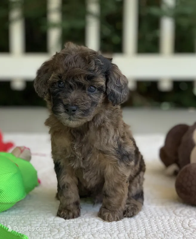 Beau – Miniature Goldendoodle puppy for sale in Winton, CA