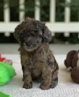 Beau, a male Miniature Goldendoodle for sale in Winton, CA – 1 of 1