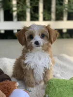 Finley, a male Cavapoo for sale in Winton, CA – 1 of 2