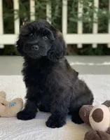 Bruno, a male Miniature Goldendoodle for sale in Winton, CA – 2 of 2