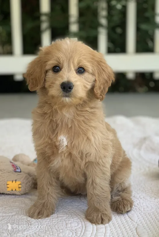 Paddy – Miniature Goldendoodle puppy for sale in Winton, CA