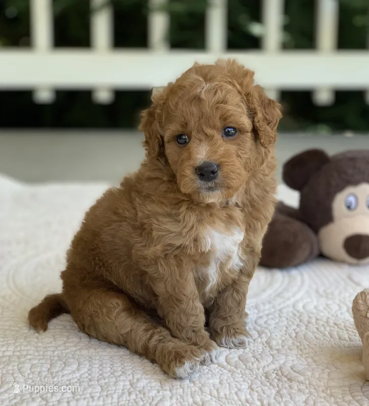 Peter – Miniature Goldendoodle puppy for sale in Winton, CA