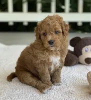 Peter, a male Miniature Goldendoodle for sale in Winton, CA – 1 of 1