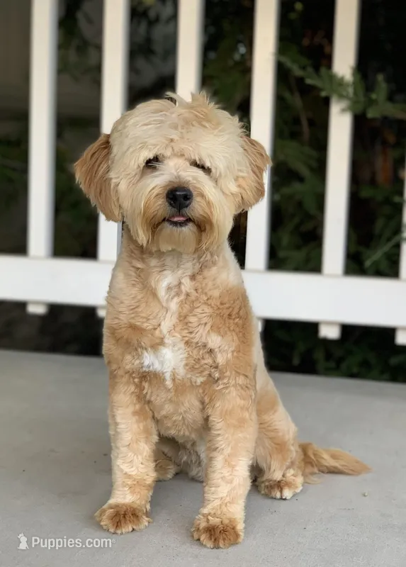 Zaya-mini – Miniature Goldendoodle puppy for sale in Winton, CA