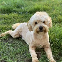 Zaya-mini, a female Miniature Goldendoodle for sale in Winton, CA – Photo 2 of 2