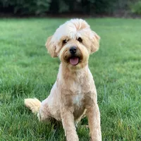 Zaya-mini, a female Miniature Goldendoodle for sale in Winton, CA – Photo 1 of 2