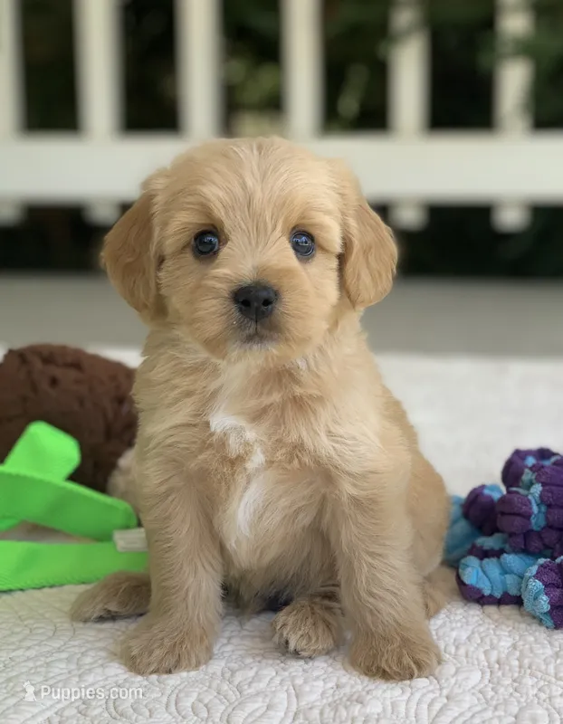 Tito – Miniature Goldendoodle puppy for sale in Winton, CA