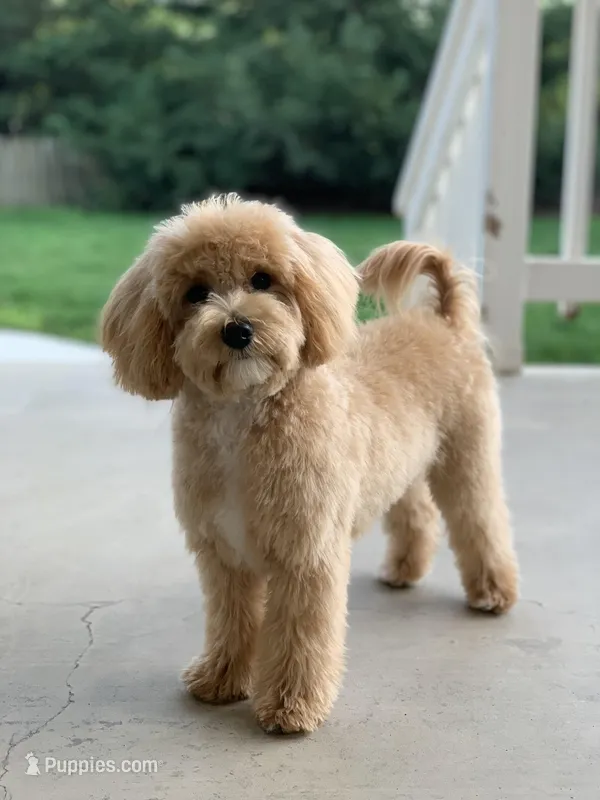 Kirby, a male Maltipoo for sale in Winton, CA – Photo 1 of 1