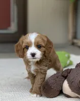Oliver, a male Cavapoo for sale in Winton, CA – 2 of 2