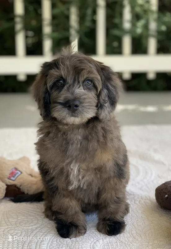 Bodie – Miniature Goldendoodle puppy for sale in Winton, CA