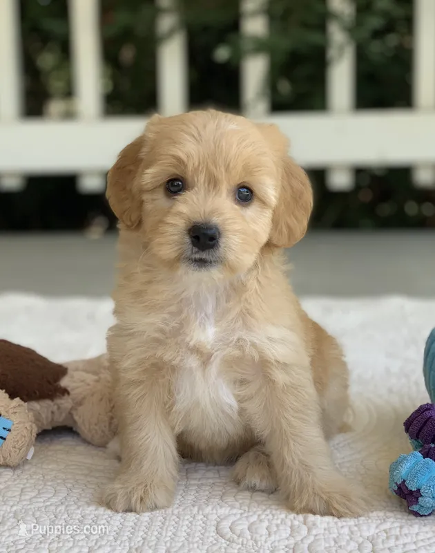 Tansy – Miniature Goldendoodle puppy for sale in Winton, CA