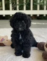 Benji, a male Miniature Goldendoodle for sale in Winton, CA – 2 of 2
