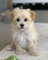 Leo, a male Maltipoo for sale in Winton, CA – Photo 1 of 2