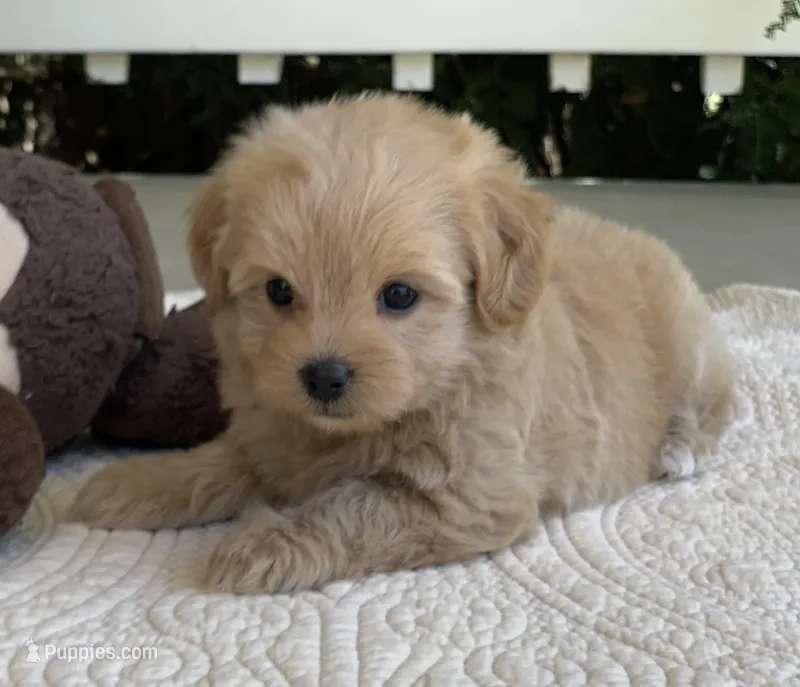 Annie – Maltipoo puppy for sale in Winton, CA