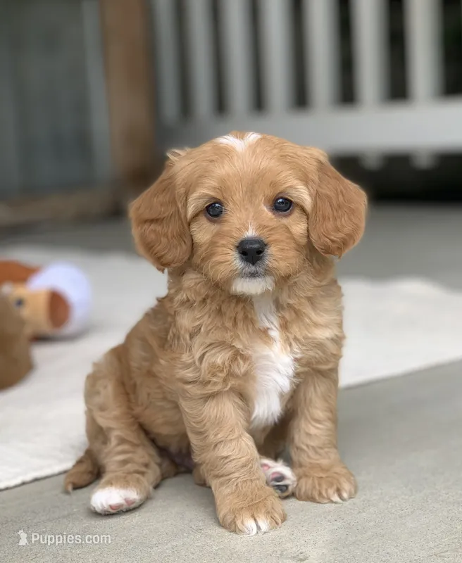 Ozzie – Cavapoo puppy for sale in Winton, CA