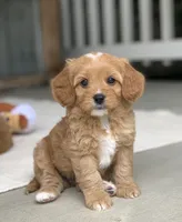 Ozzie, a male Cavapoo for sale in Winton, CA – 1 of 2