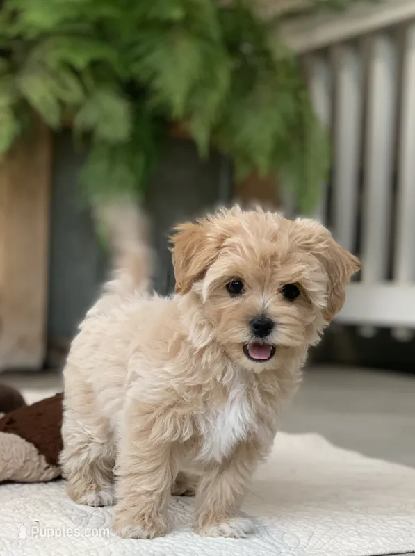 Ava – Maltipoo puppy for sale in Winton, CA
