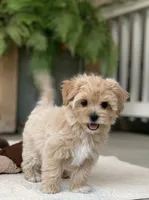 Ava, a female Maltipoo for sale in Winton, CA – 1 of 2