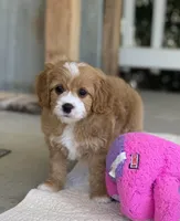 Nova, a female Cavapoo for sale in Winton, CA – Photo 3 of 3