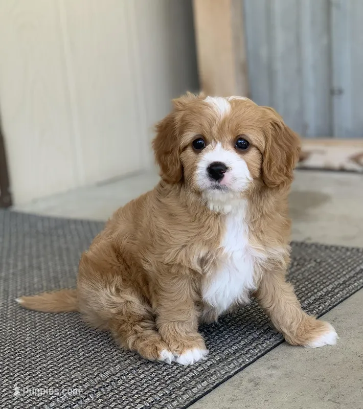 Nova – Cavapoo puppy for sale in Winton, CA