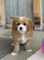 Nova, a female Cavapoo for sale in Winton, CA – Photo 2 of 3