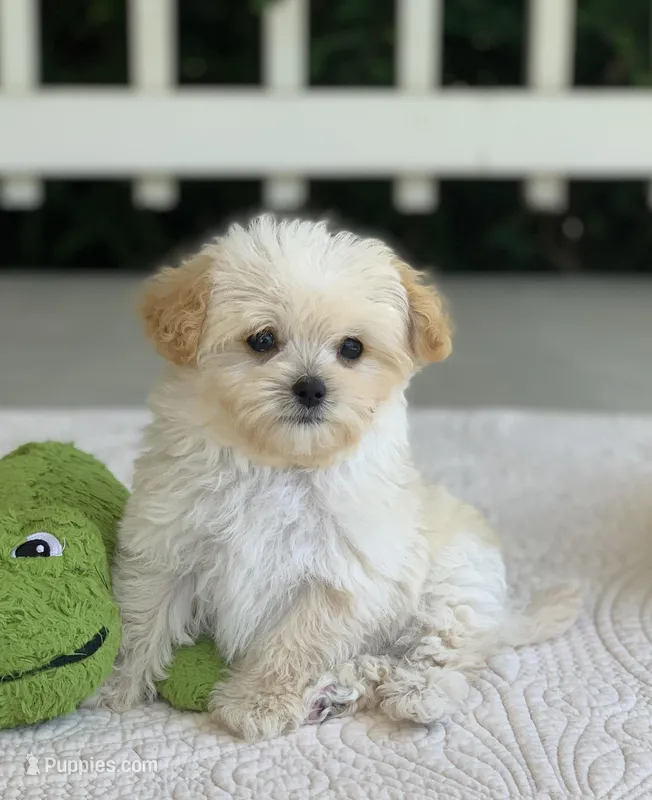 Elmo – Maltipoo puppy for sale in Winton, CA