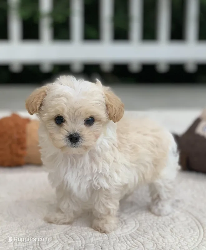 Elmo – Maltipoo puppy for sale in Winton, CA