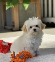 Elmo, a male Maltipoo for sale in Winton, CA – 2 of 2