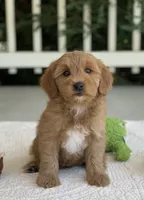 Taiya, a female Miniature Goldendoodle for sale in Winton, CA – 2 of 2